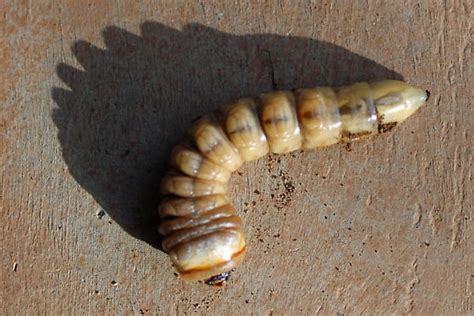 Palo Verde Beetle Larvae : An unusual characteristic of this insect is ...