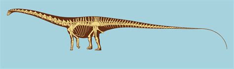 Diplodocus: Facts About the Longest Dinosaur | Diplodocus, Fossil art, Dinosaur