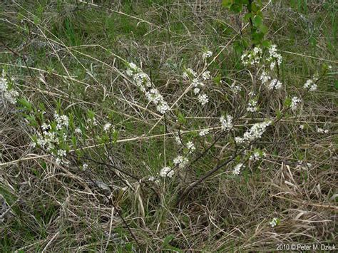 Prunus pumila (Sand Cherry): Minnesota Wildflowers