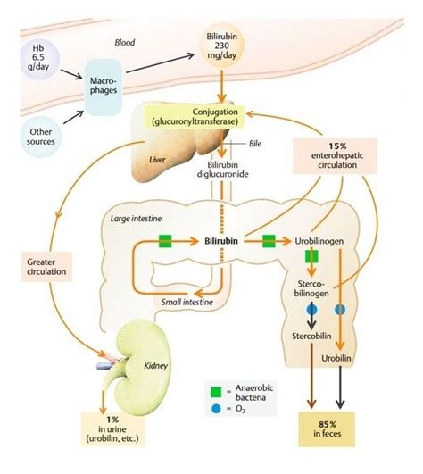 Bilirubin metabolism