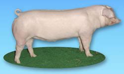 The Different Breeds of Swine - American Landrace. American Landrace ...