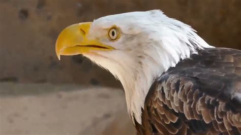 Eagle Screaming Sounds For Relaxation-Eagle Screaming Sound Effect - YouTube