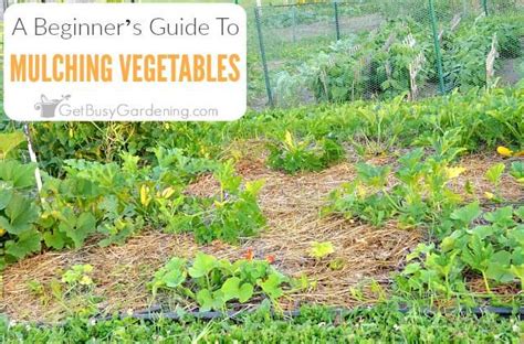 Beginner's Guide To Mulching Your Vegetable Garden - Get Busy Gardening