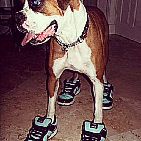 Nike SB Dunk "Diamond" - 25 Pictures Of Dogs Wearing Better Sneakers ...