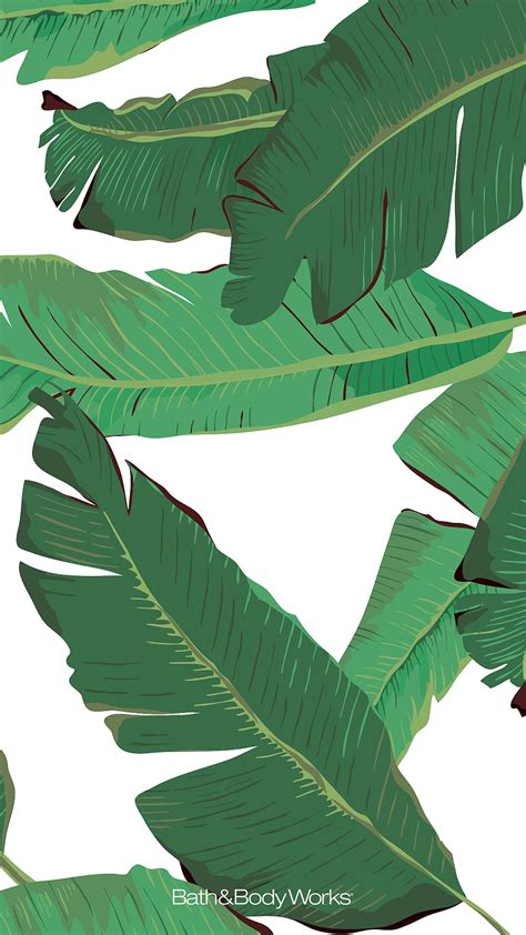 1080P Free download | Palm Leaves iPhone Background. Tree illustration, Pop, Banana Tree HD ...