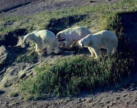 Ministry recognized for Polar Bear Provincial Park radar site cleanup | CBC News