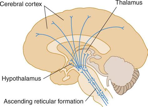 Reticular Formation Diagram