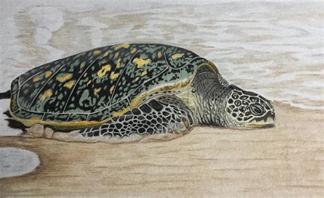 Honu Drawing at PaintingValley.com | Explore collection of Honu Drawing