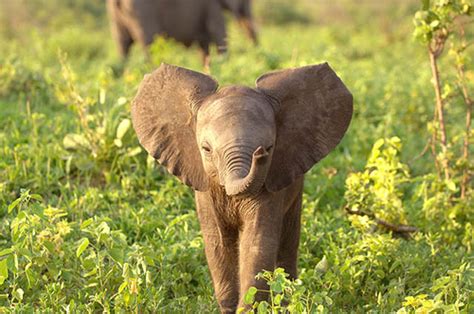 The 35 Cutest Baby Elephants You Will See Today » TwistedSifter