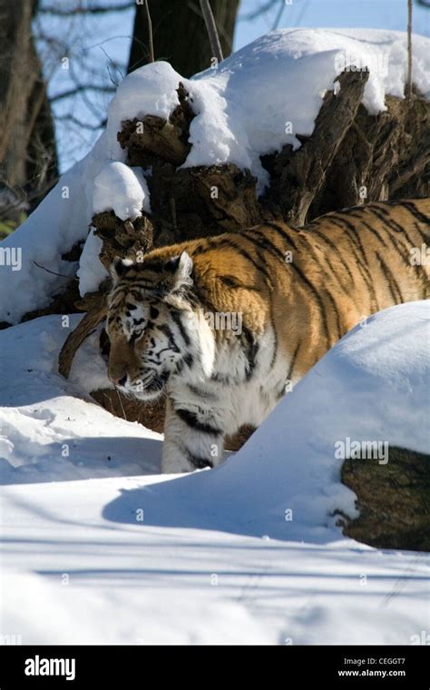 The Siberian tiger walking in the snow Stock Photo - Alamy