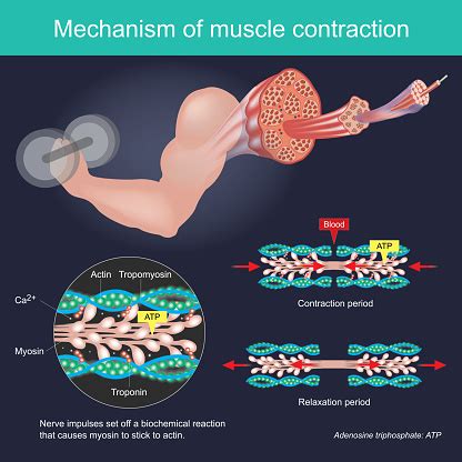 The Muscle Contraction As A Result Of Nerve Impulses Set Off A Biochemical Reaction That Causes ...