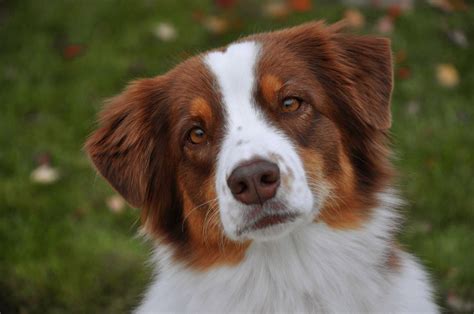 This is Annie.. My red tri Australian Shepherd. She is the best dog I could ask for :) THIS IS ...