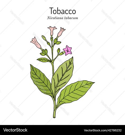 Tobacco plant nicotiana tabacum botanical hand Vector Image