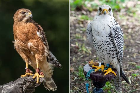 Falcon Vs Hawk: What’s the Difference Between These Birds? | Pets Nurturing