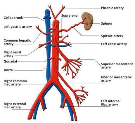 Pictures Of Celiac Artery