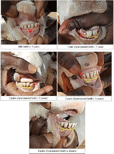 Tooth morphology-based method to estimate the sheep age. MT and PT ...