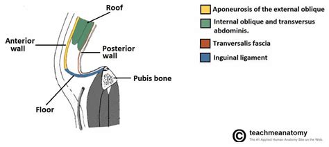 Inguinal Canal Boundaries Mnemonic