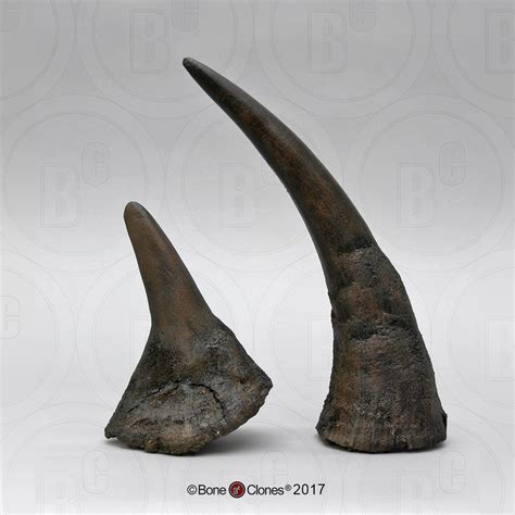 Black Rhino Horns Pair (Replica) - Bone Clones - Osteological Reproductions