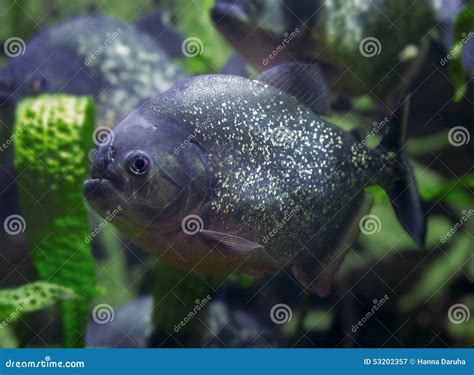 Piranha, Predatory Fish. Dangerous Fish. Stock Photo - Image: 53202357