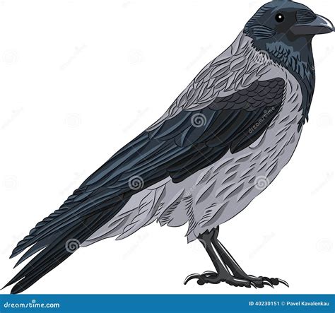 Vector crow stock vector. Illustration of hooded, beak - 40230151