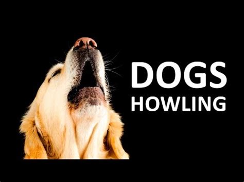 DOGS HOWLING to make your Dog Howl HD Sound Effect - YouTube