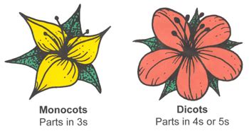 How are monocot and dicot flowers different? + Example