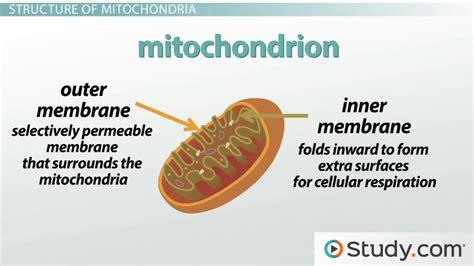 Mitochondria Structure: Cristae, Matrix and Inner & Outer Membrane - Video & Lesson Transcript ...