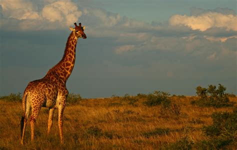 South Africa – Giraffe – the blog