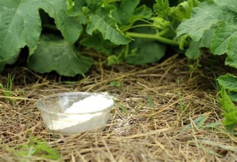 Using Diatomaceous Earth (DE) As an Organic Insecticide in Your Garden