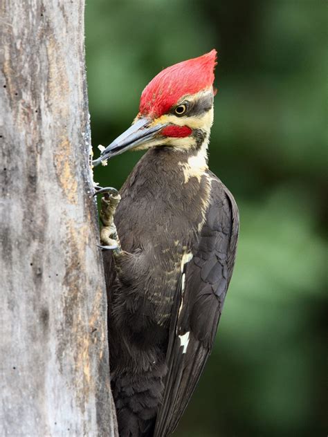 Woodpecker ~ Beautiful Birds