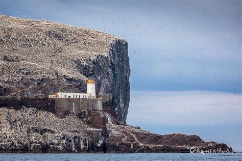 Seeing Gannets at the Incredible Bass Rock in Scotland