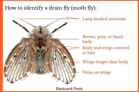 Drain Flies: Identify Them | Find Them | Get Rid Of Them - Backyard Pests