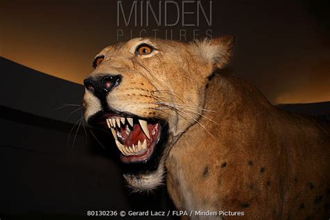 Minden Pictures stock photos - Scimitar Cat (Homotherium serum) 'Sabre-toothed Cat', became ...