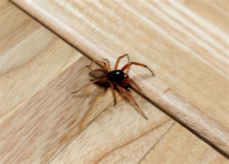 Tiny house spider in Indiana, US - help identify my friend, I want to ...