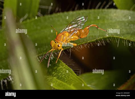 Adult Chalcidoid Wasp of the family Chalcididae Stock Photo - Alamy