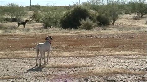 English Pointer - Training Video - Backing - YouTube