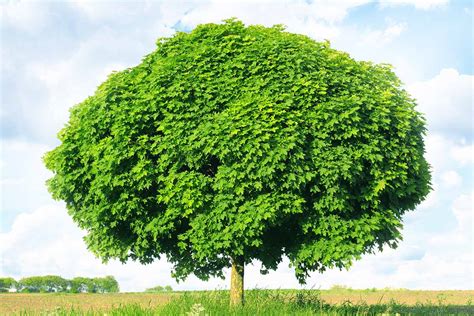 How to Grow and Care for Norway Maple Trees | Gardener’s Path