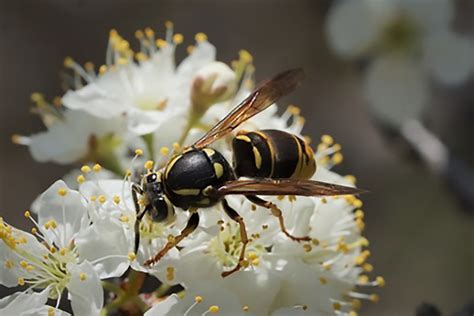 New Wasp Species for Vineyard Atlas of Life