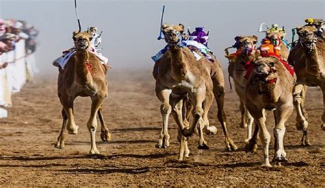 Dubai royal camel racing club – Camel Racing Dubai