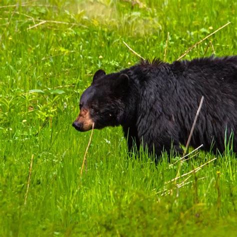 Wyoming Game and Fish Department - 2023 Wyoming Wildlife calendar now ...