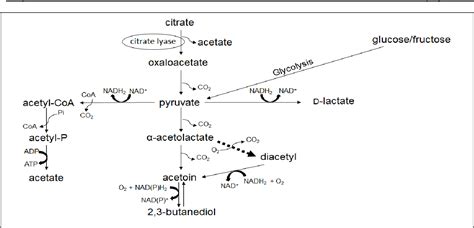 Figure 2.1 from Evaluation of citrate metabolism in Oenococcus oeni and Lactobacillus plantarum ...