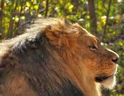 All Animals: Babbar Sher (Lion) Profile,news,photos