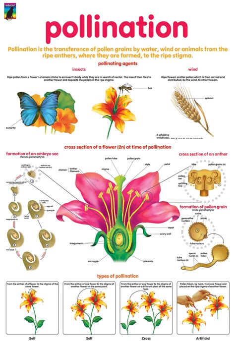 Awasome Pollination Diagram For Kids 2022 - Bigmantova