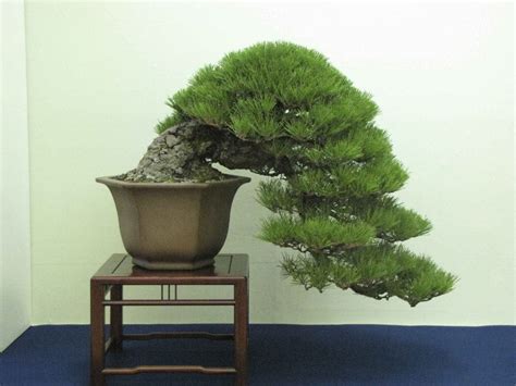 Japanese Black Pine Bonsai Tree Care Guide (Pinus Thunbergii) - Bonsai Tree Gardener