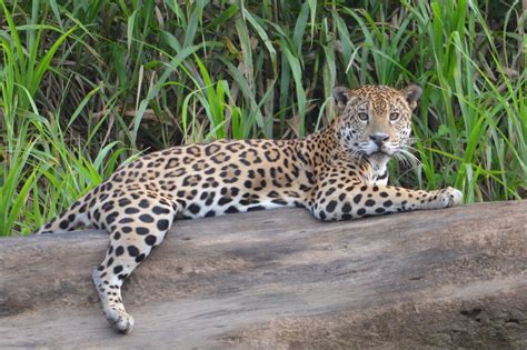 Jaguars in the Amazon are threatened by climate extremes • Earth.com