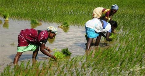 Rice cultivation - A way of life in India's northeast - Dynamite News