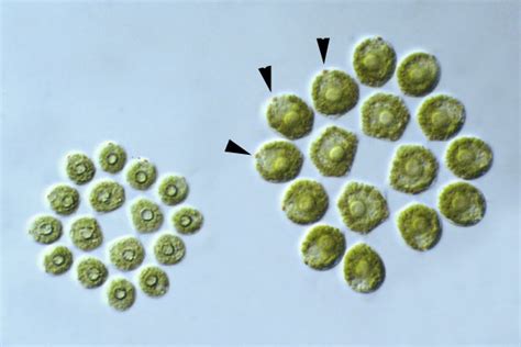 Gonium pectorale. A Chlorophyte.