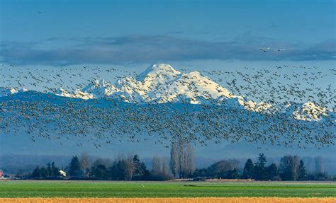 Flickriver: Photoset 'Skagit Valley, Washington' by EdBob