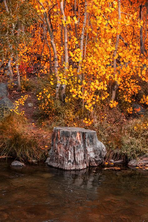 Seeking Out the Beauty of Mammoth Lakes Fall Colors - No Back Home