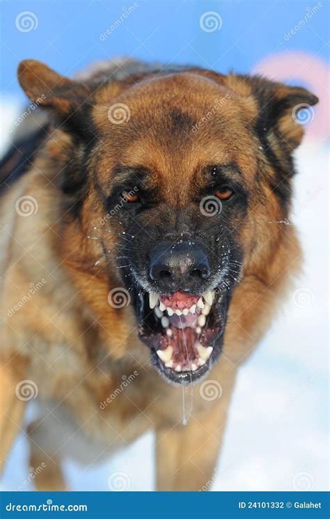 Mad dog stock photo. Image of german, grin, teeth, wool - 24101332